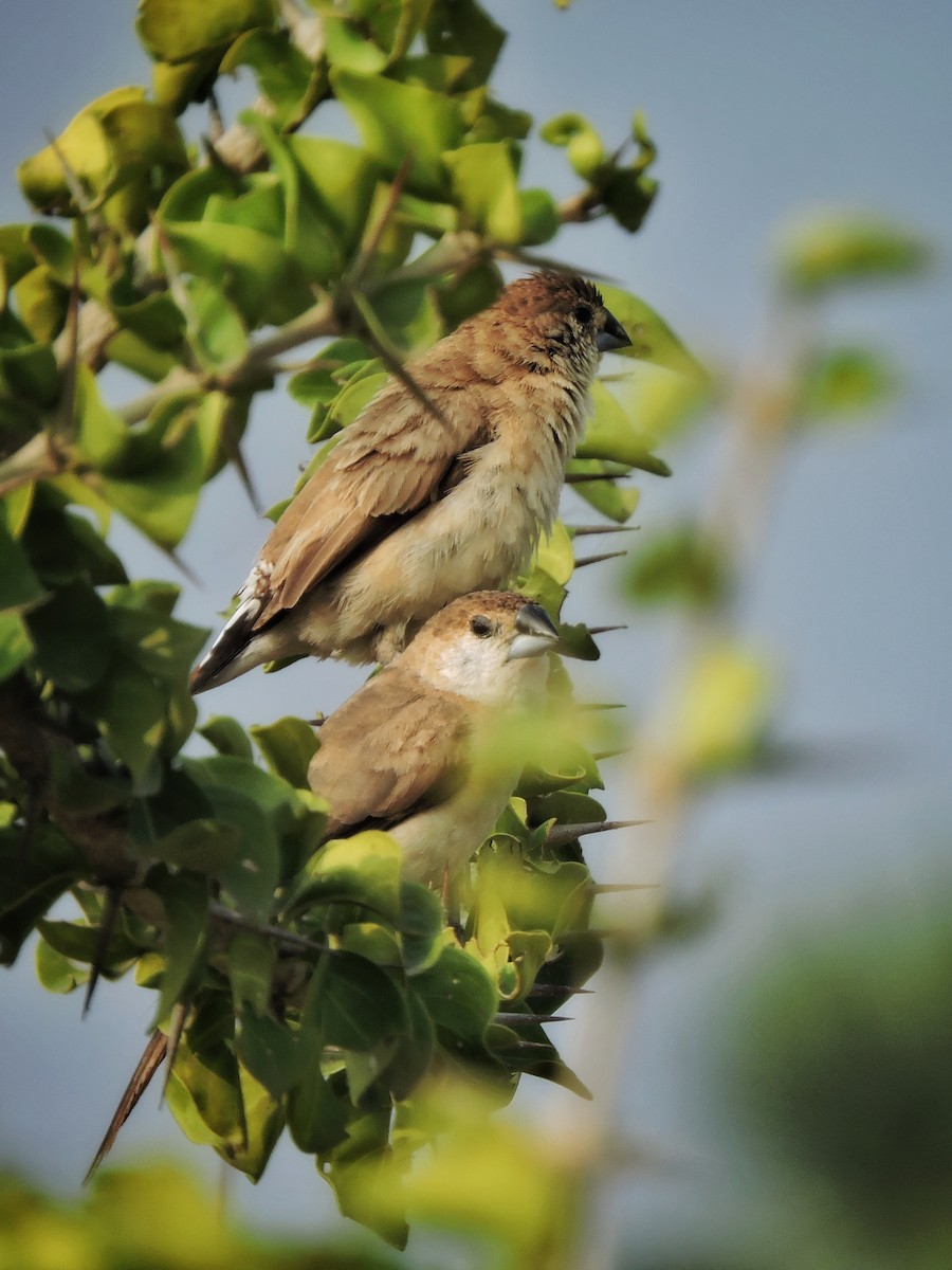 indiasølvnebb - ML646504361