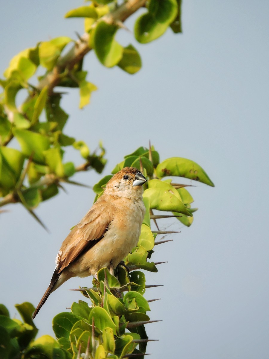 indiasølvnebb - ML646504362