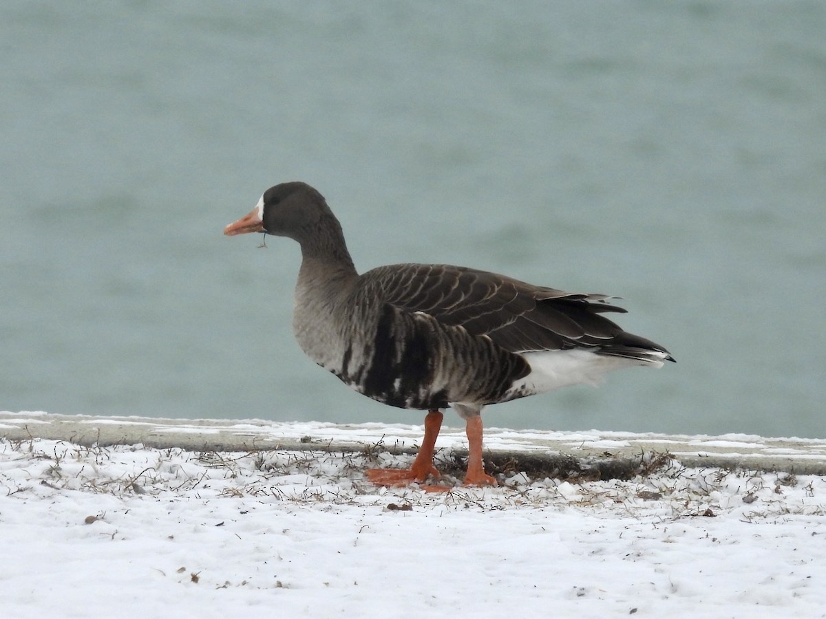 白額雁 - ML646504363