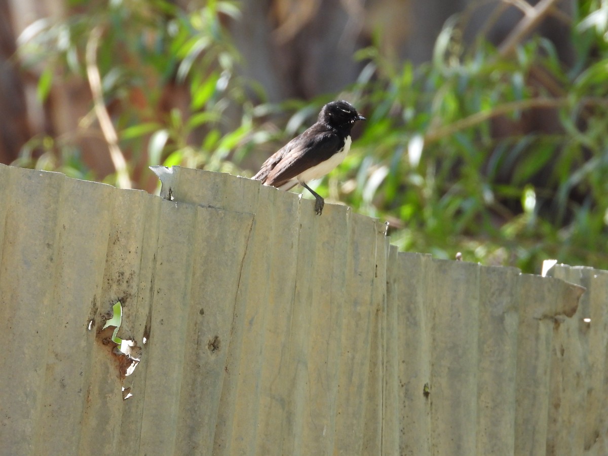 gallaviftestjert - ML646504364