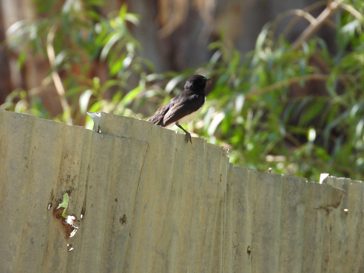 gallaviftestjert - ML646504365