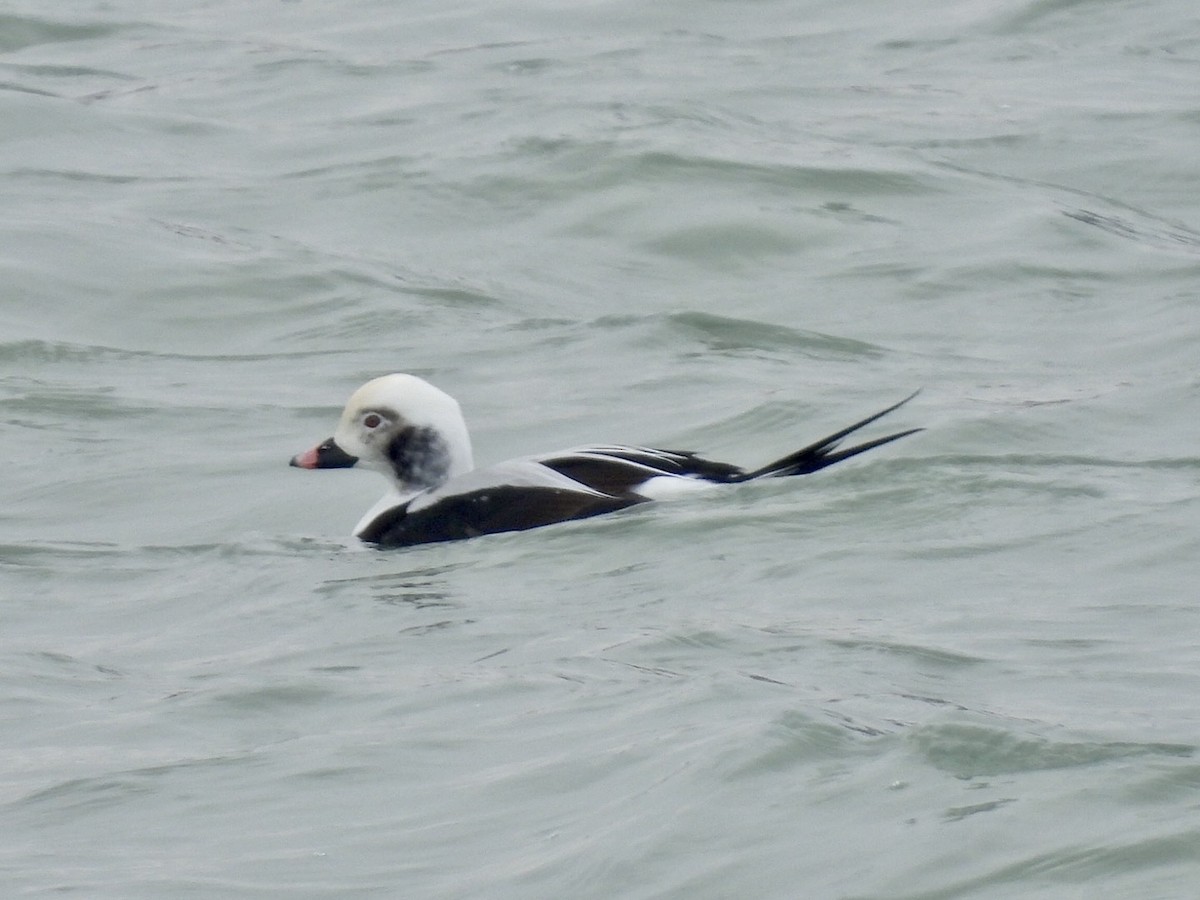 havelle - ML646504366