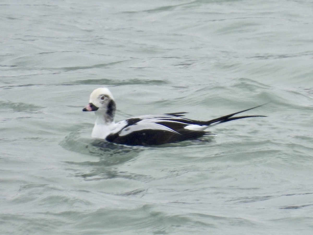 havelle - ML646504367