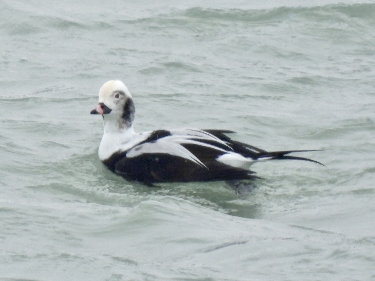 havelle - ML646504368