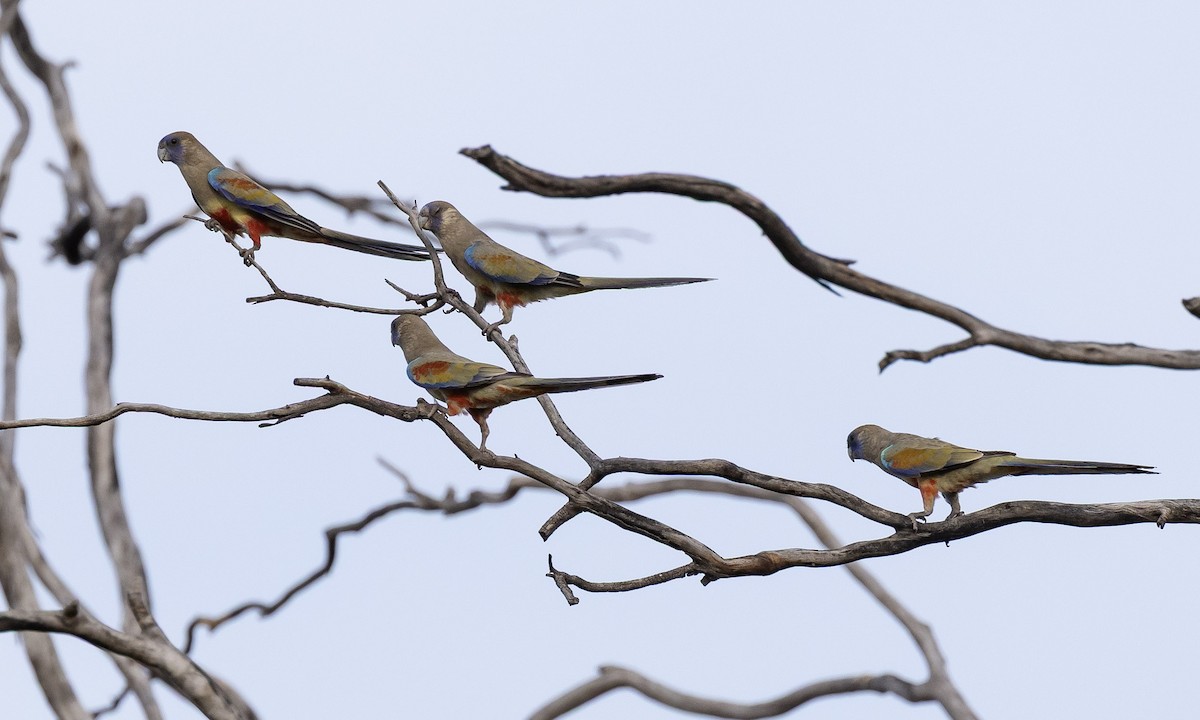 blåmaskeparakitt - ML646504369