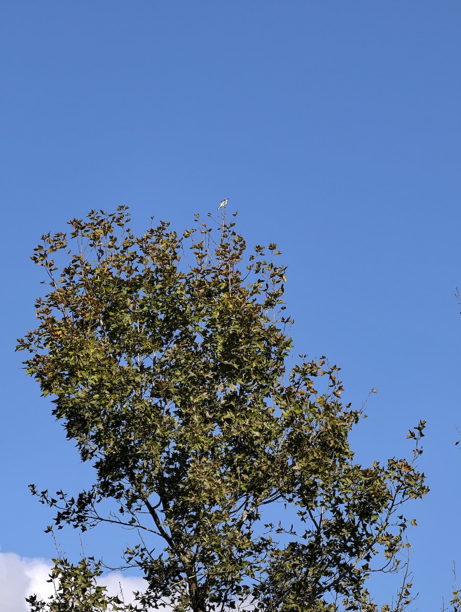 kinabylbyl - ML646504371