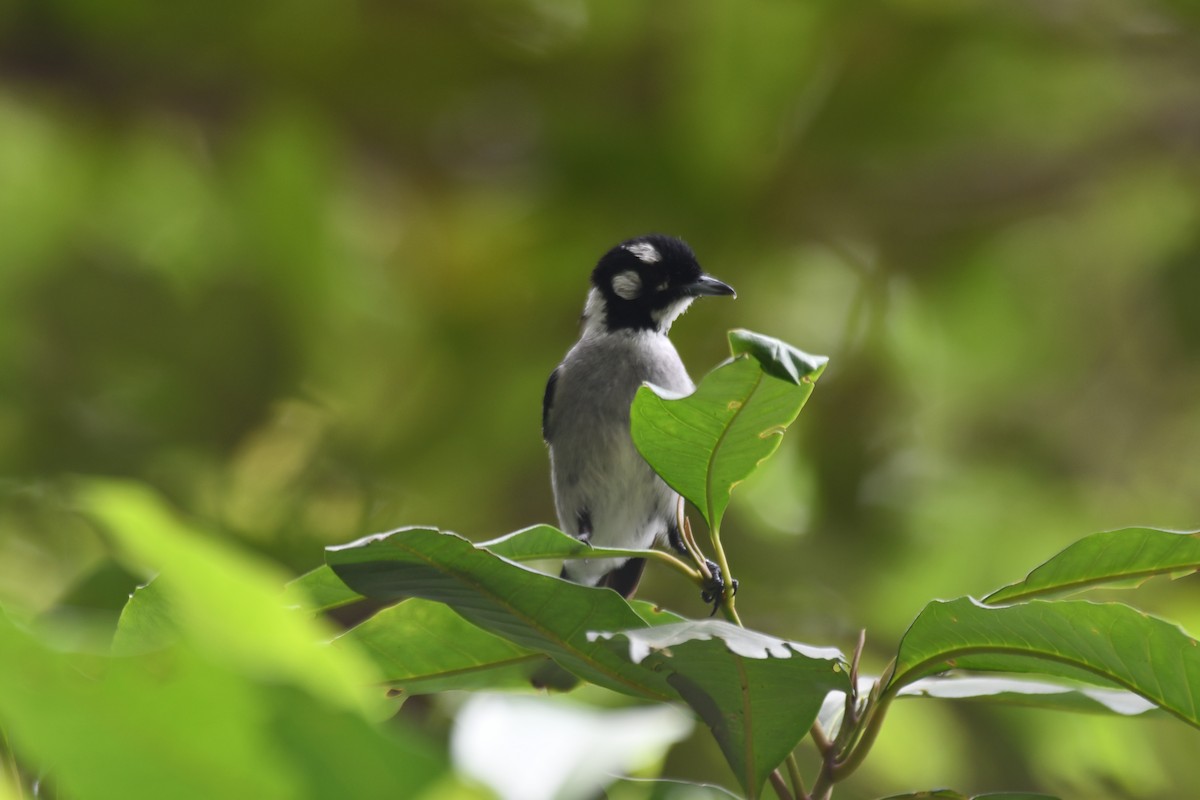 hvitøremonark - ML646504372