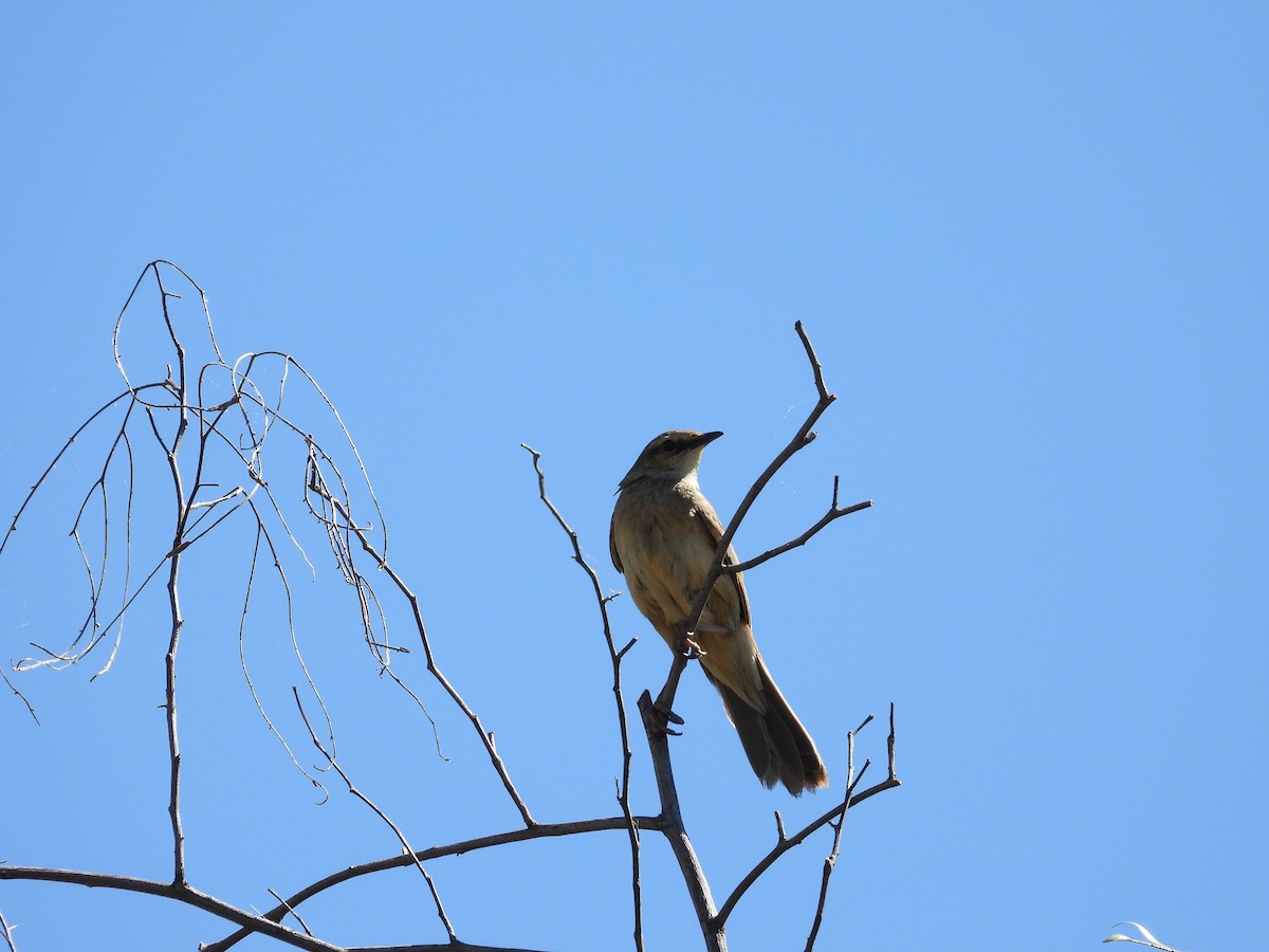 rustgumplerkesanger - ML646504373