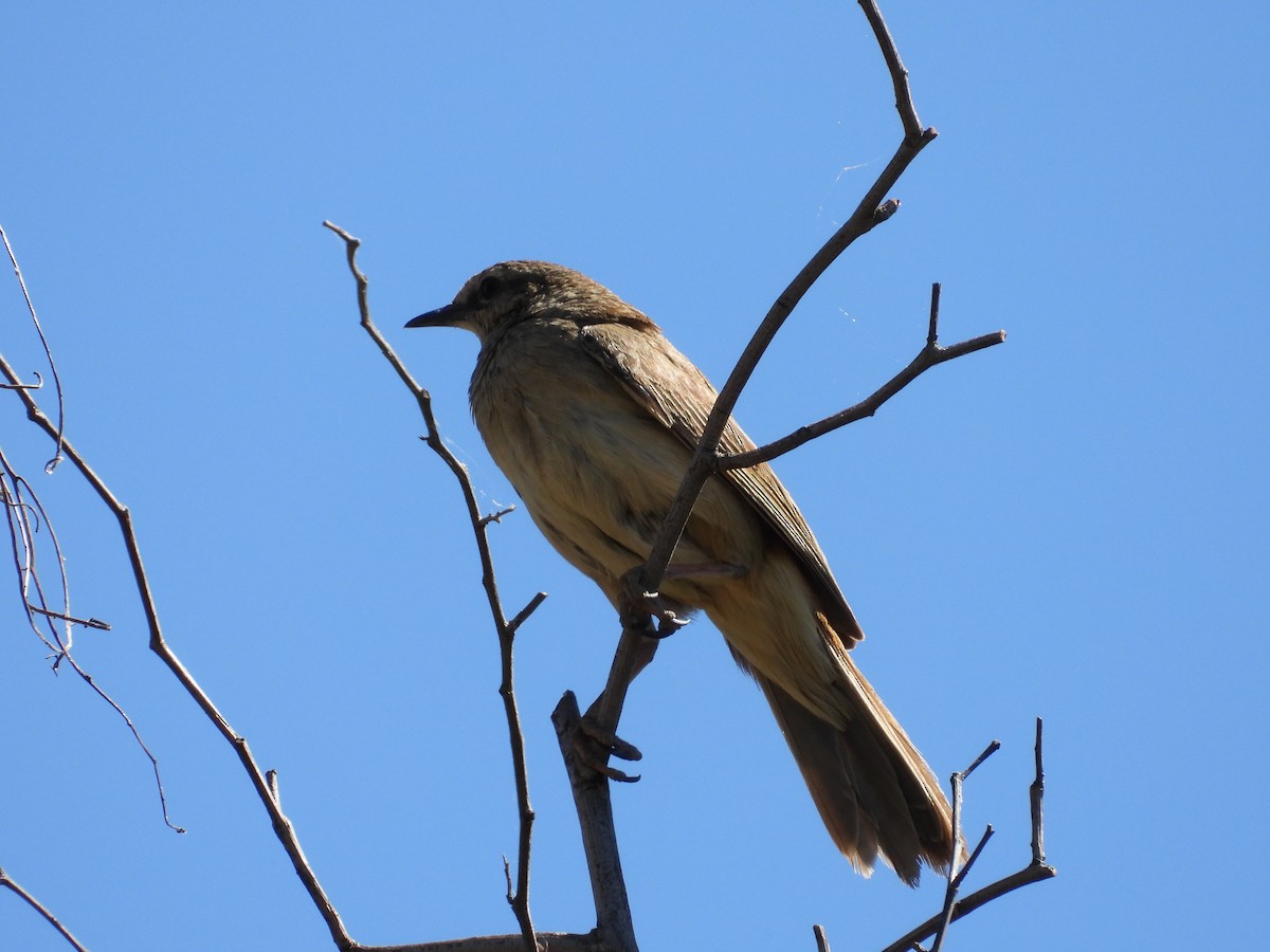 rustgumplerkesanger - ML646504374