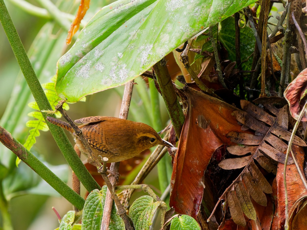 andessmett - ML646504376