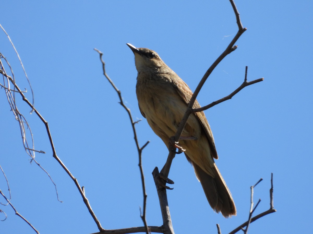 rustgumplerkesanger - ML646504377