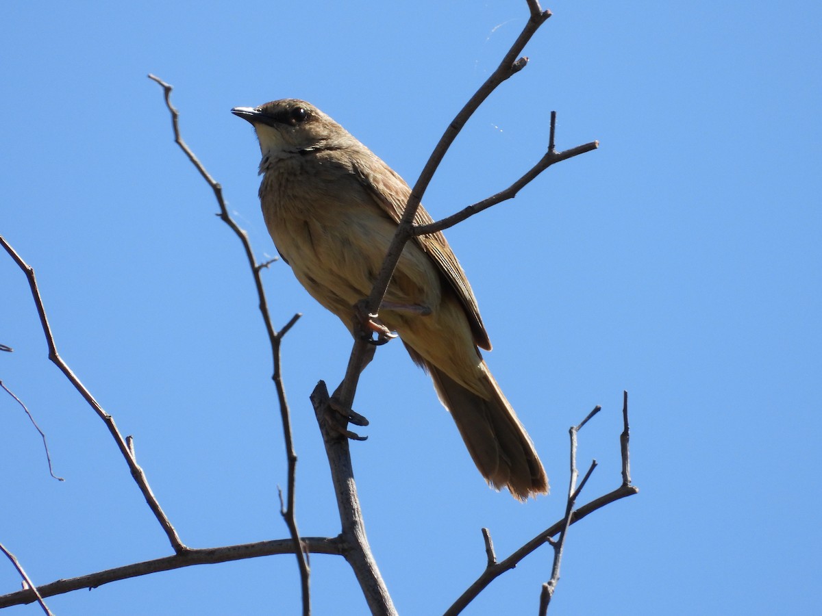 rustgumplerkesanger - ML646504378