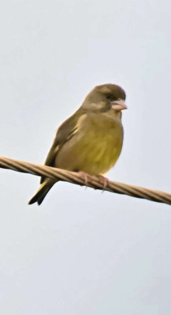 grønnfink - ML646504379