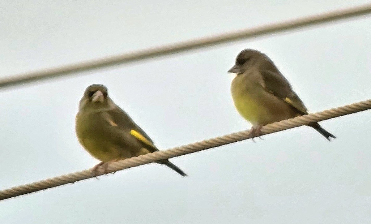 grønnfink - ML646504380