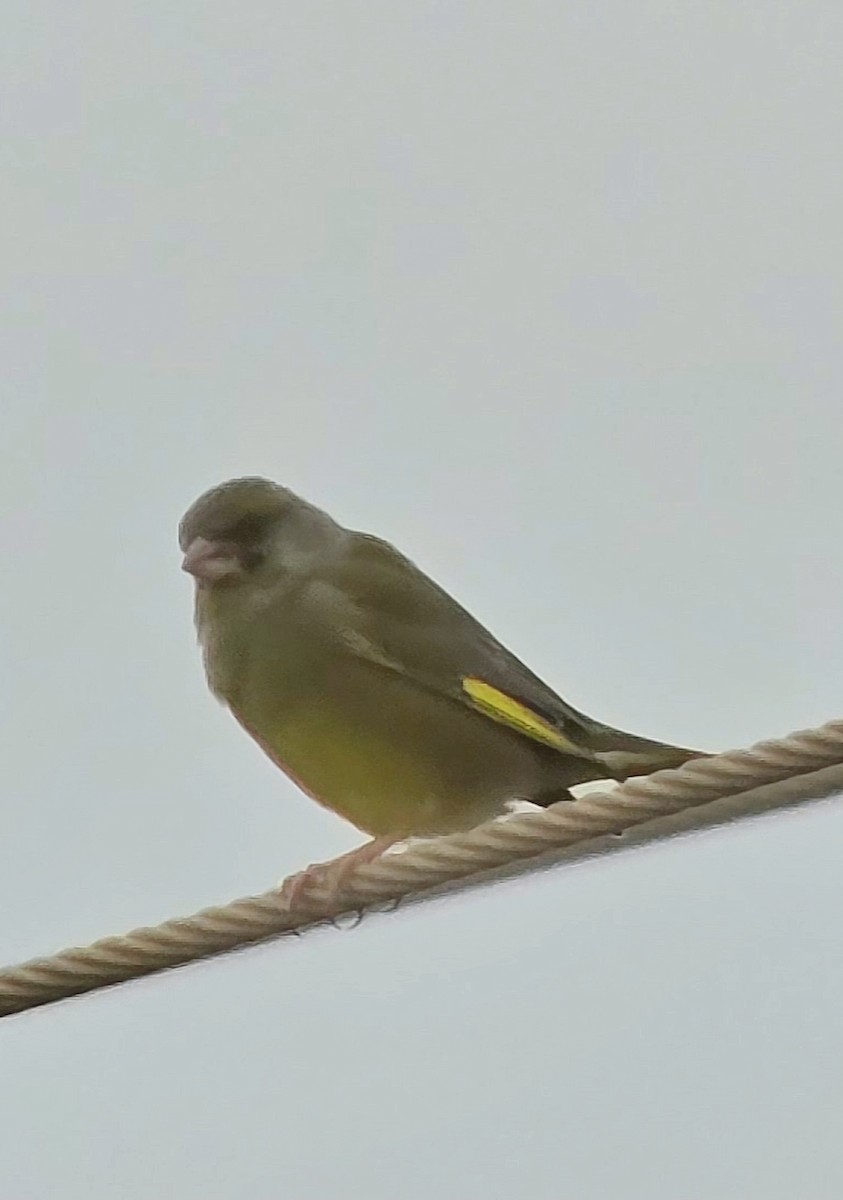 grønnfink - ML646504381