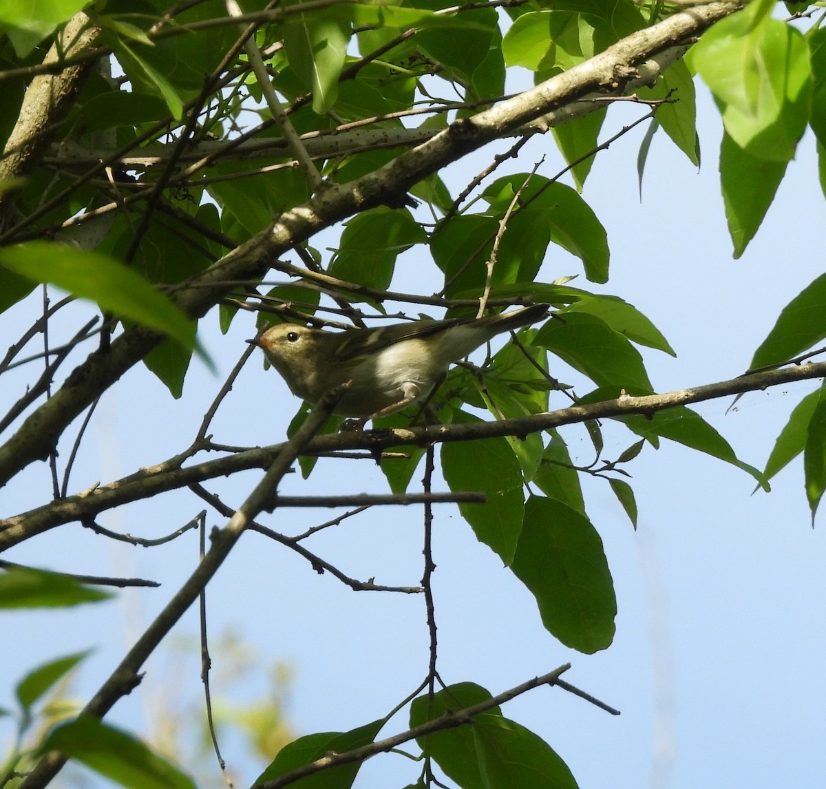 gulbrynsanger - ML646504383