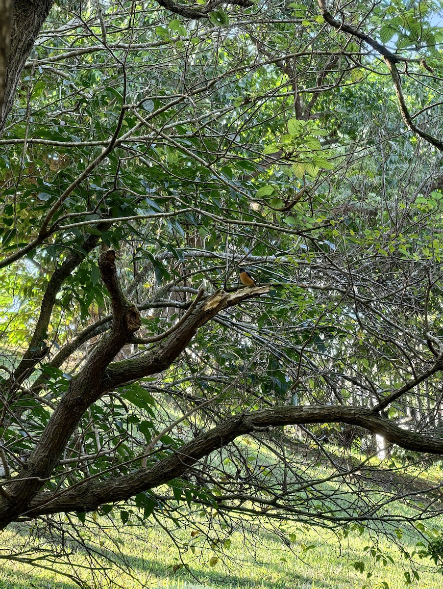 aurorarødstjert - ML646504384