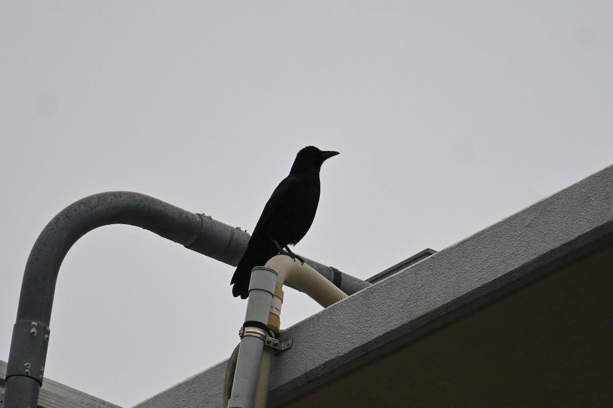 tykknebbkråke - ML646504385