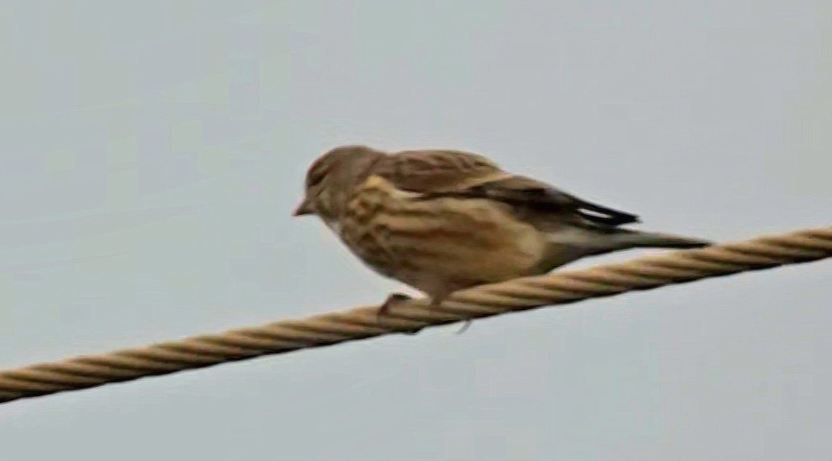 Eurasian Linnet - ML646504388