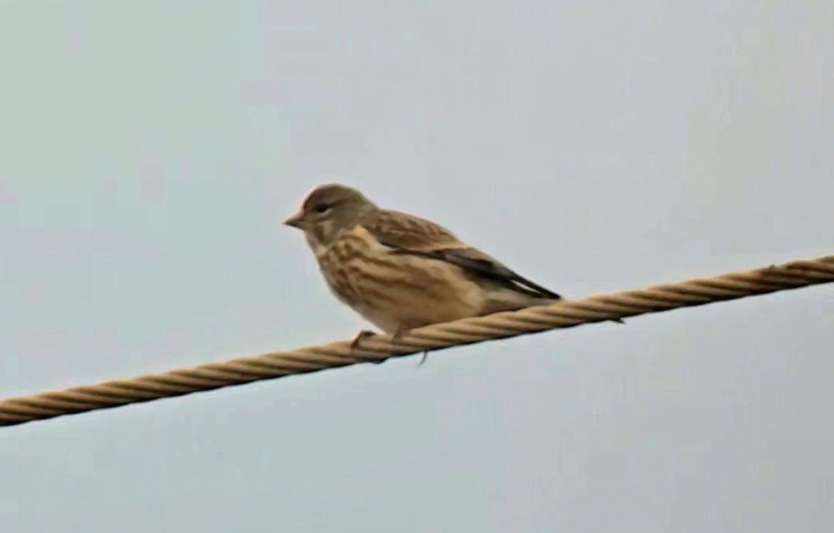 Eurasian Linnet - ML646504389