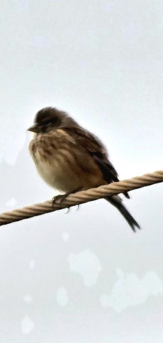 Eurasian Linnet - ML646504390