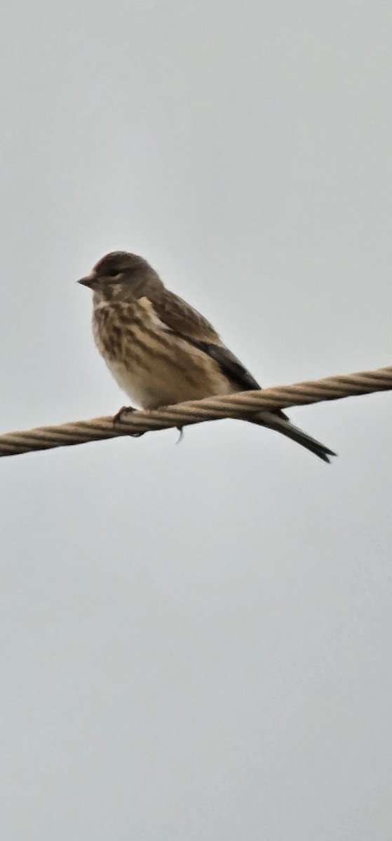 Eurasian Linnet - ML646504391