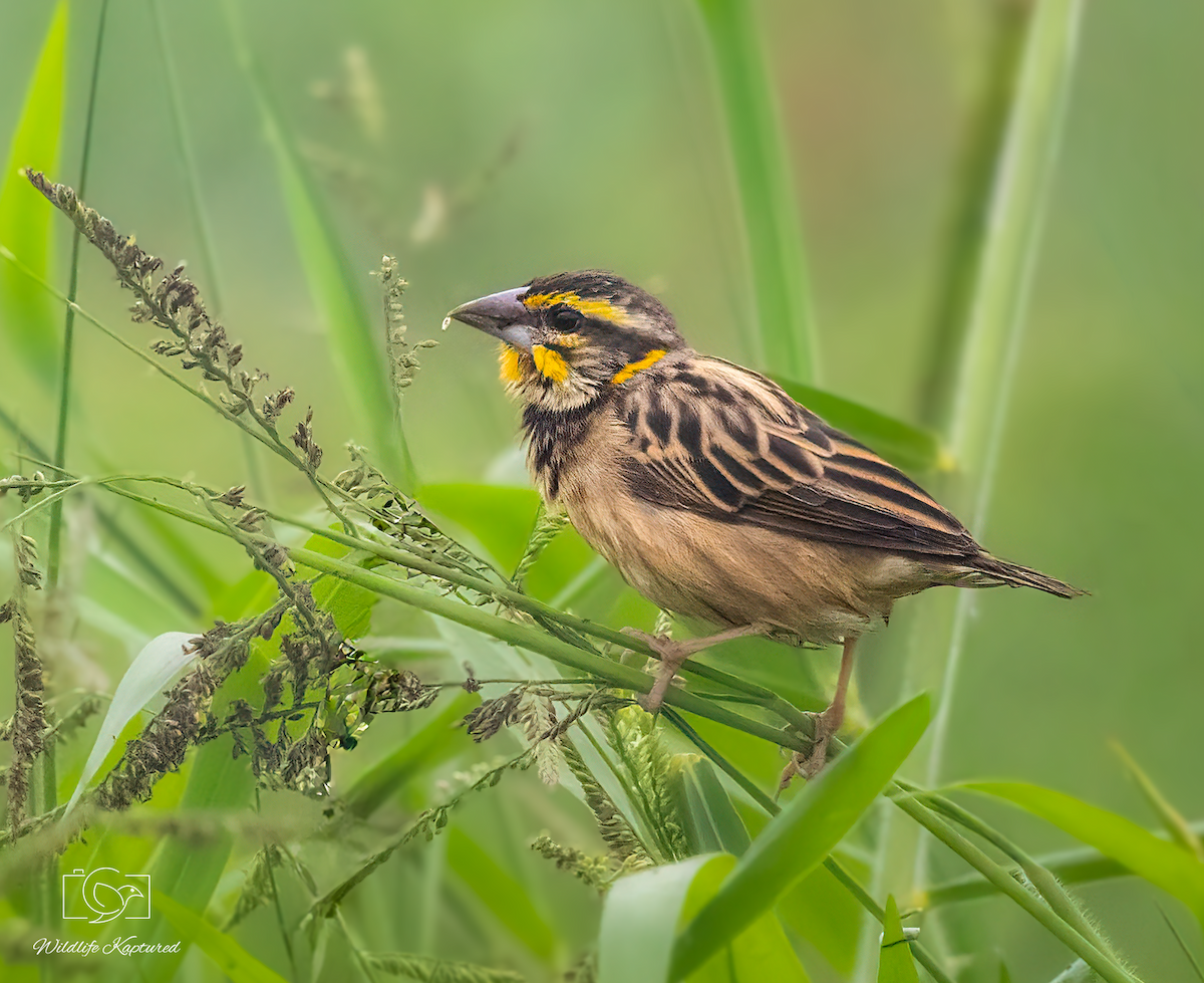 Black-breasted Weaver - ML646504392