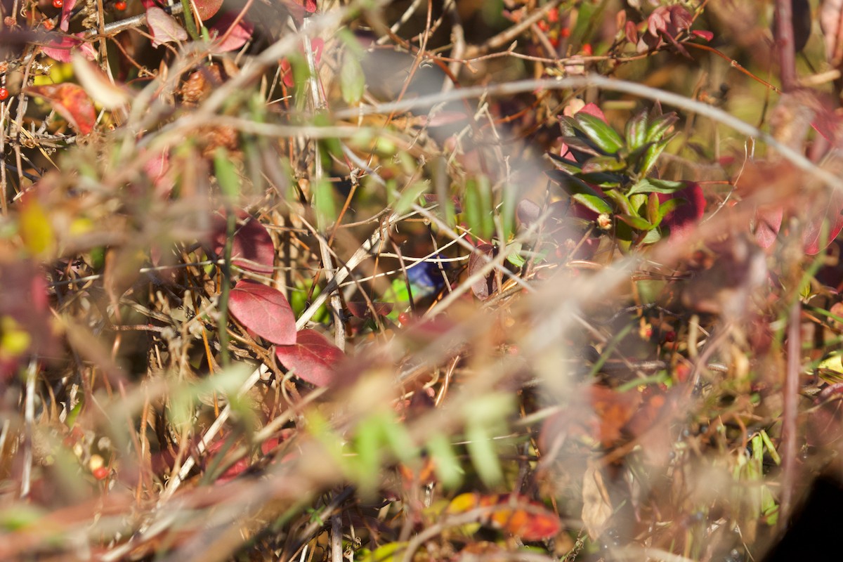 ゴシキノジコ - ML646504393