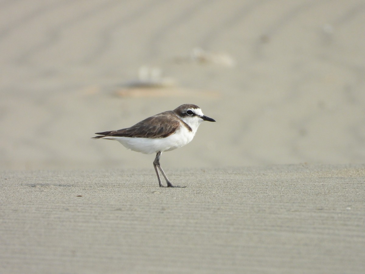 Kentish Plover - ML646504394