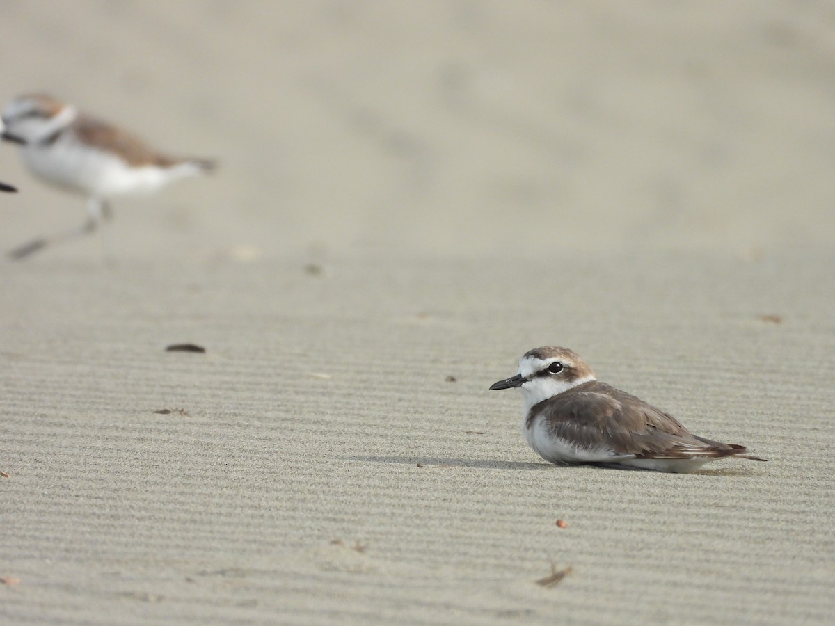 Kentish Plover - ML646504395