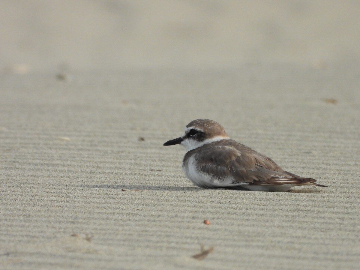 Kentish Plover - ML646504396