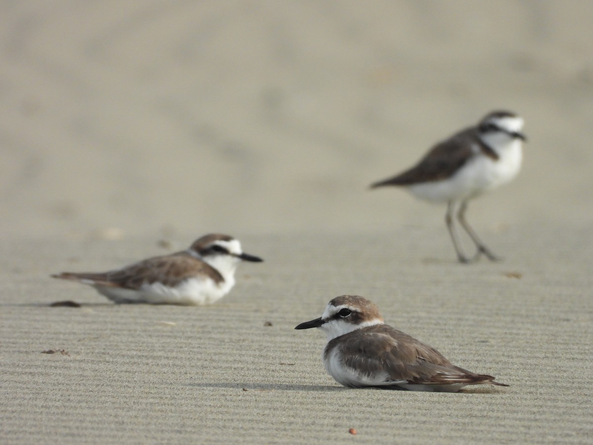 Kentish Plover - ML646504397