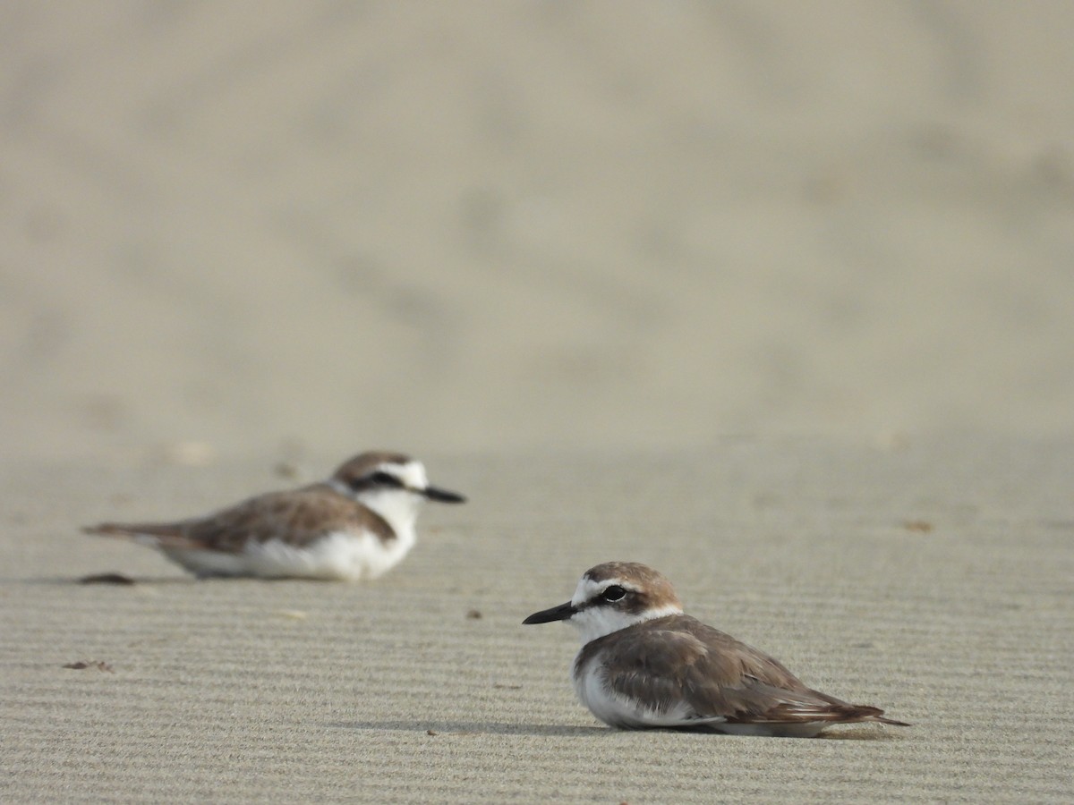 Kentish Plover - ML646504398
