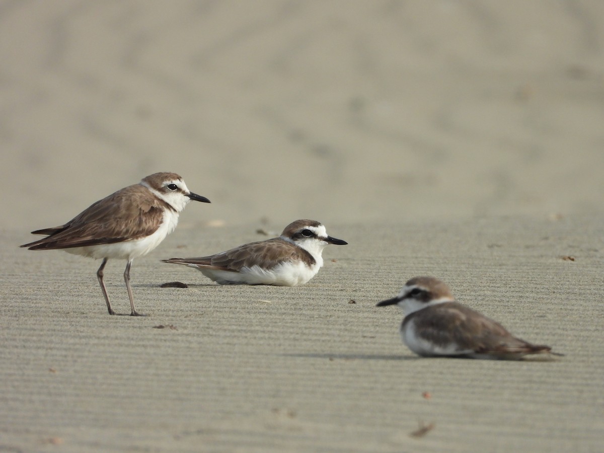 Kentish Plover - ML646504399