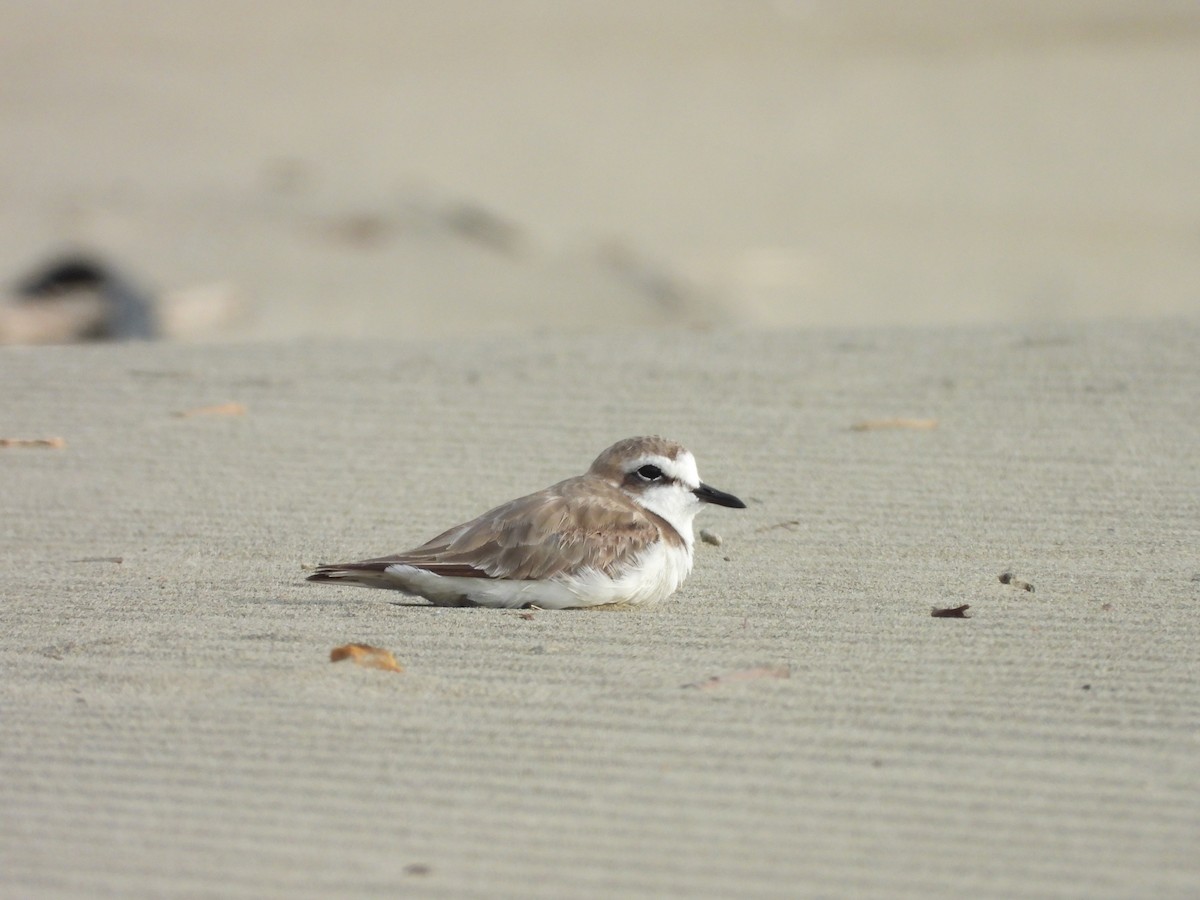 Kentish Plover - ML646504400