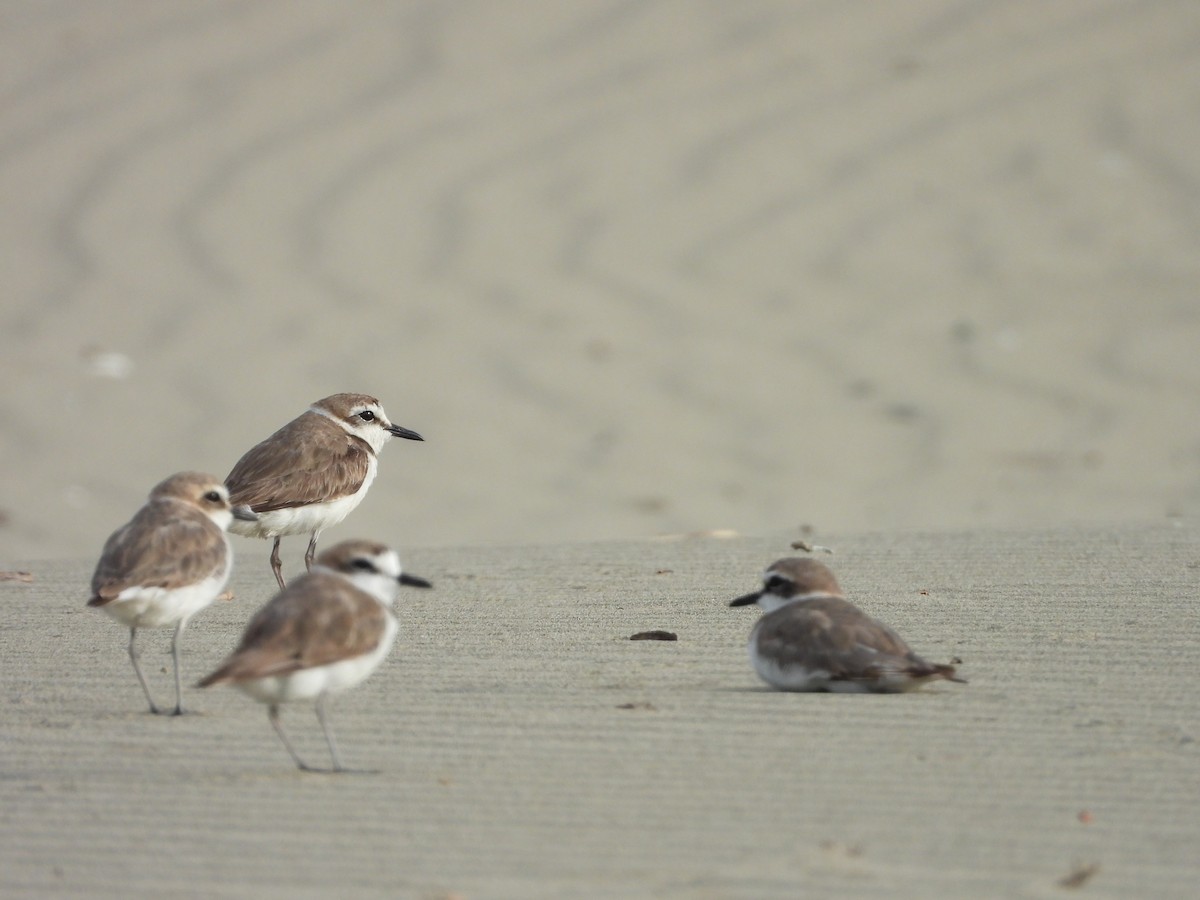 Kentish Plover - ML646504401
