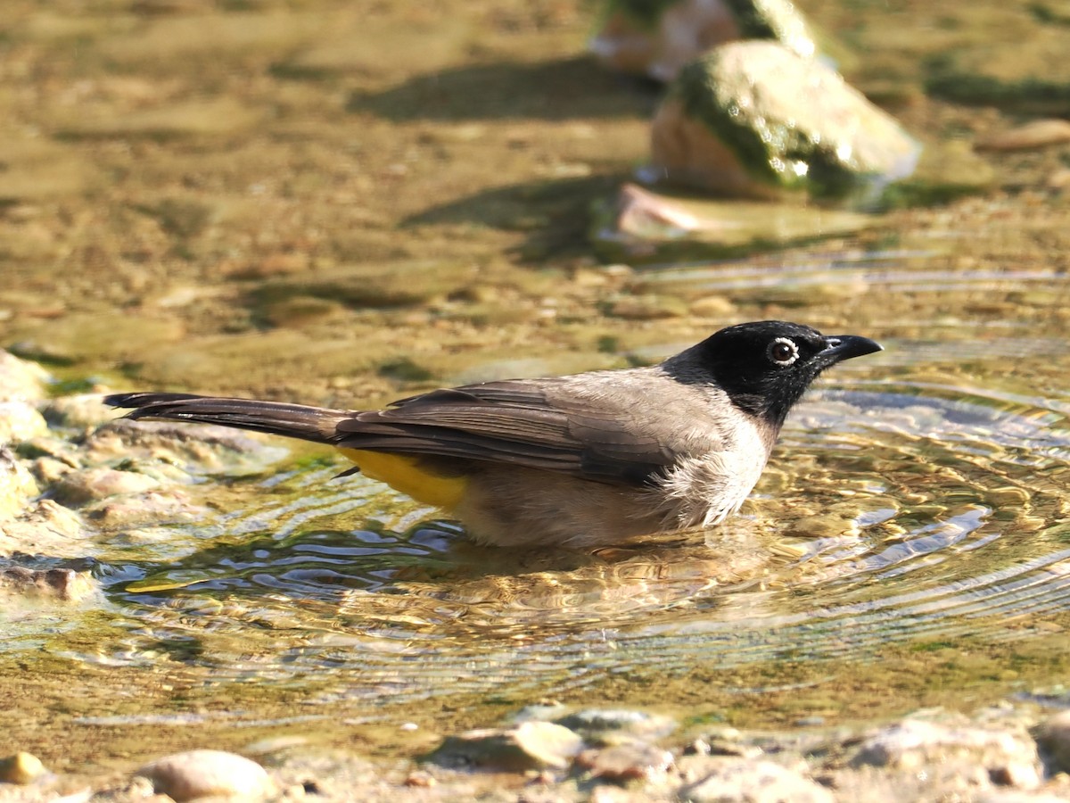 Желтогузый бюльбюль - ML646504403