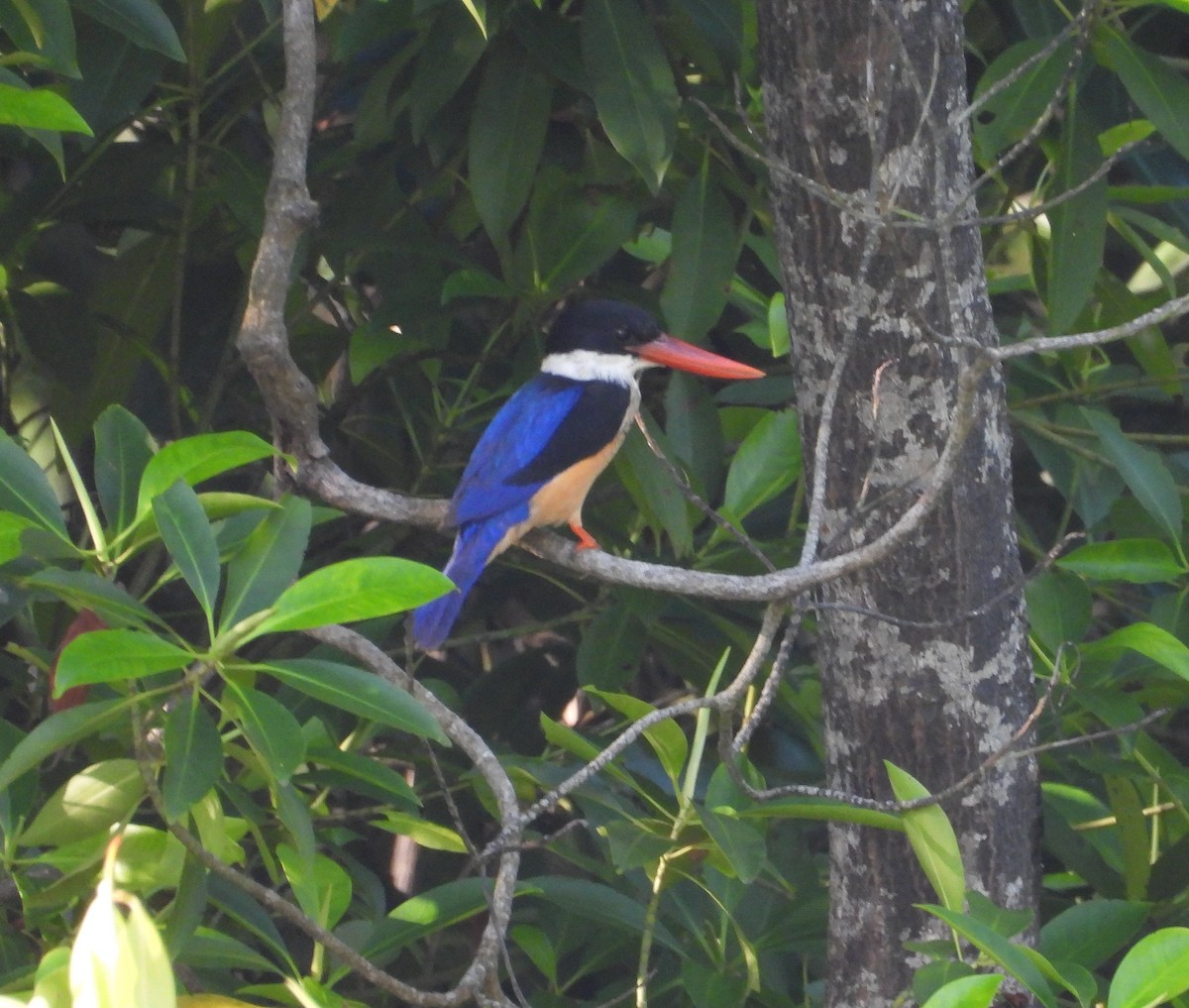 Black-capped Kingfisher - ML646504404