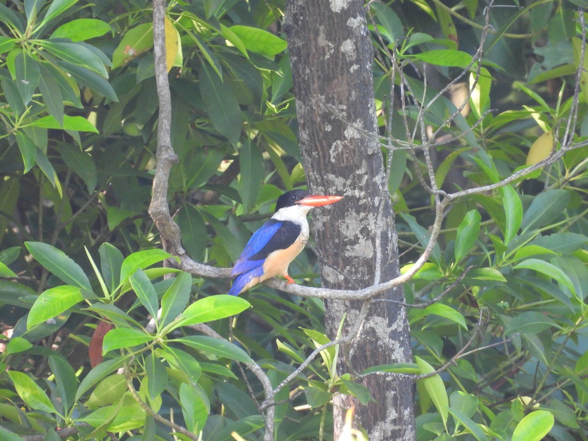 Black-capped Kingfisher - ML646504405