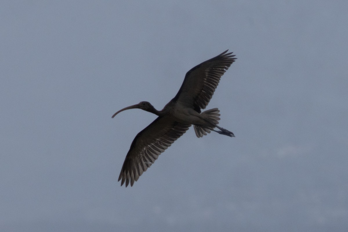 rødibis - ML646504406