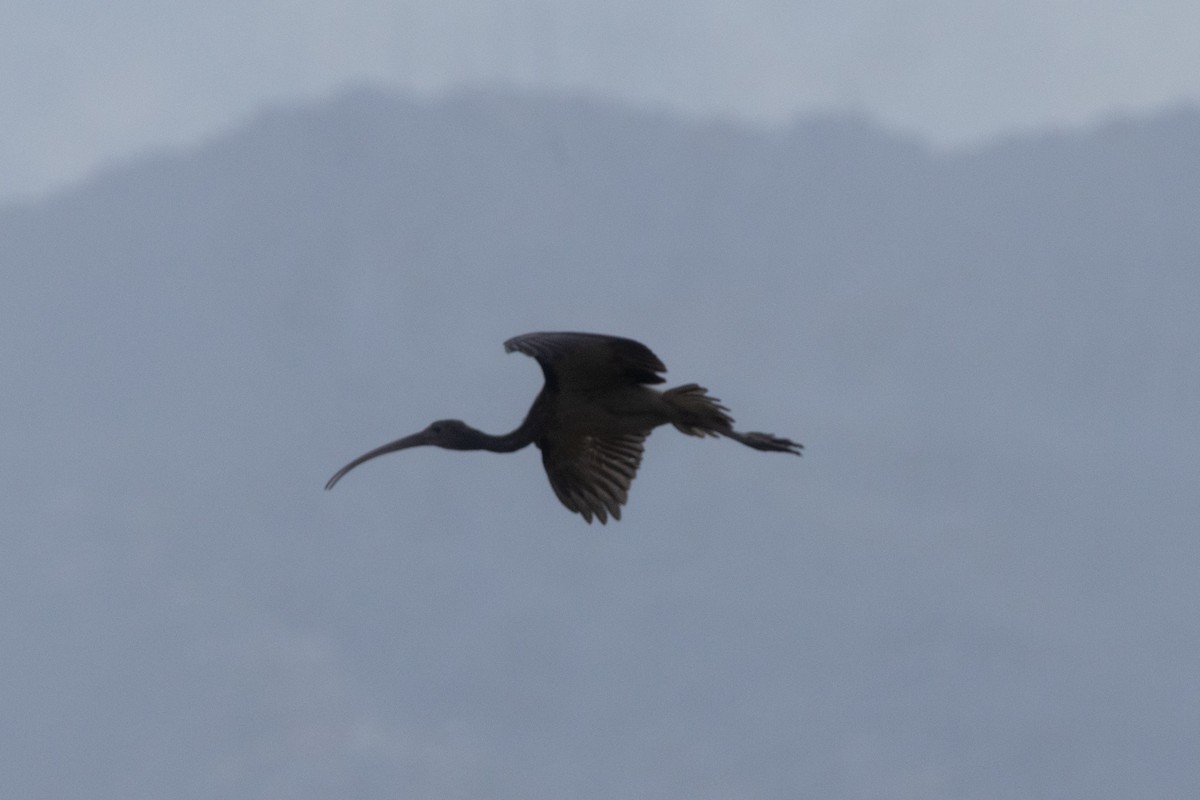 rødibis - ML646504407