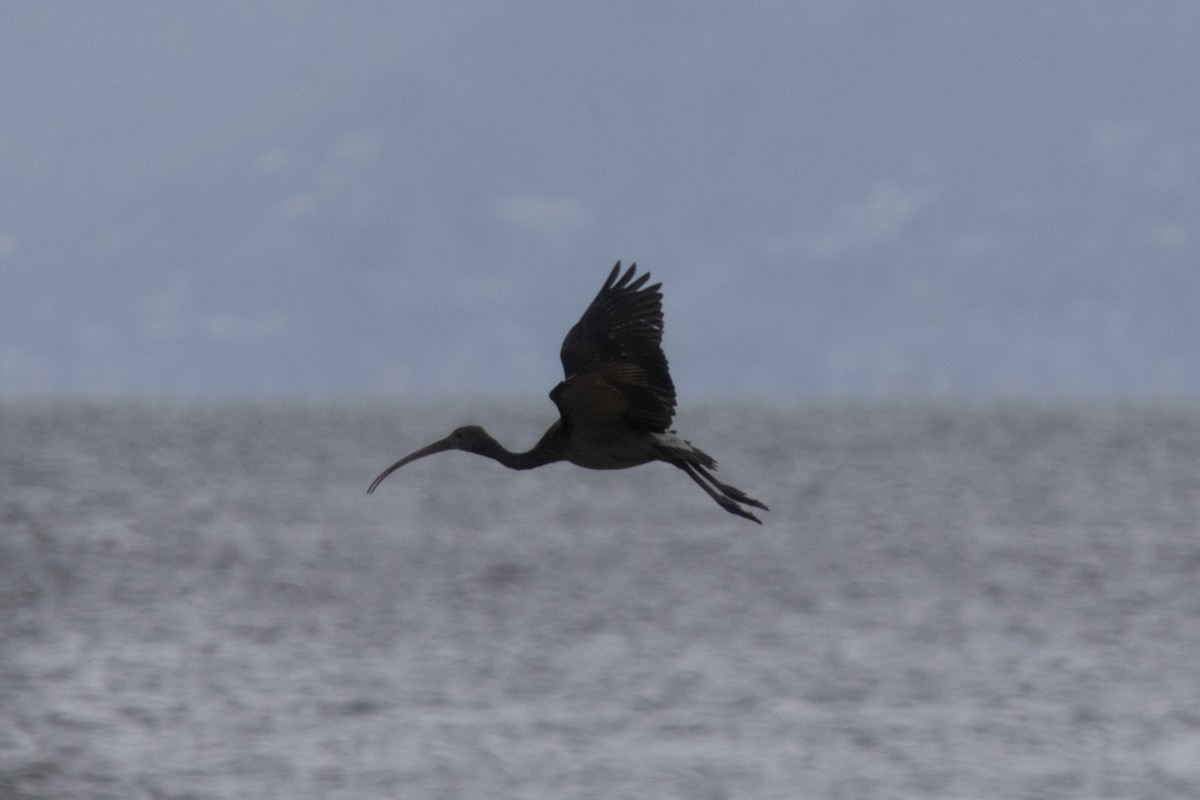 rødibis - ML646504408