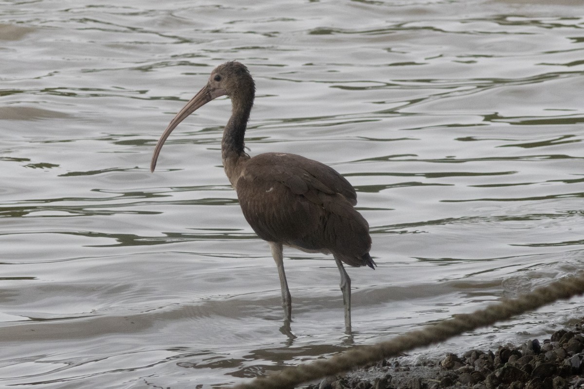 rødibis - ML646504409