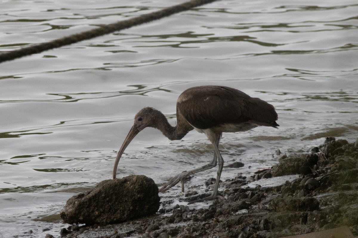 rødibis - ML646504410