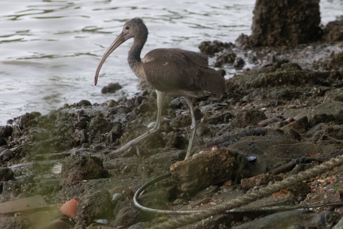 rødibis - ML646504411