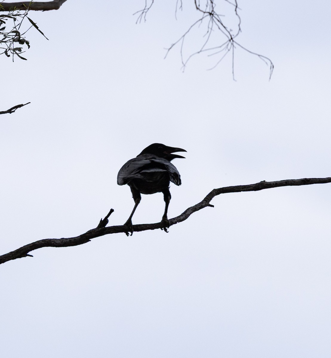 Южноавстралийский ворон - ML646504412