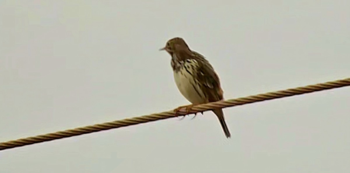 Meadow Pipit - ML646504413