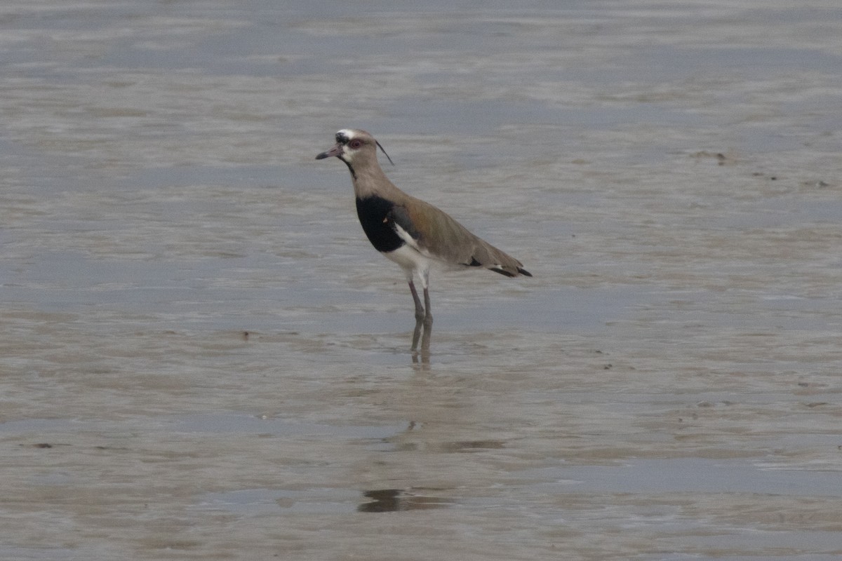 bronsevipe - ML646504415