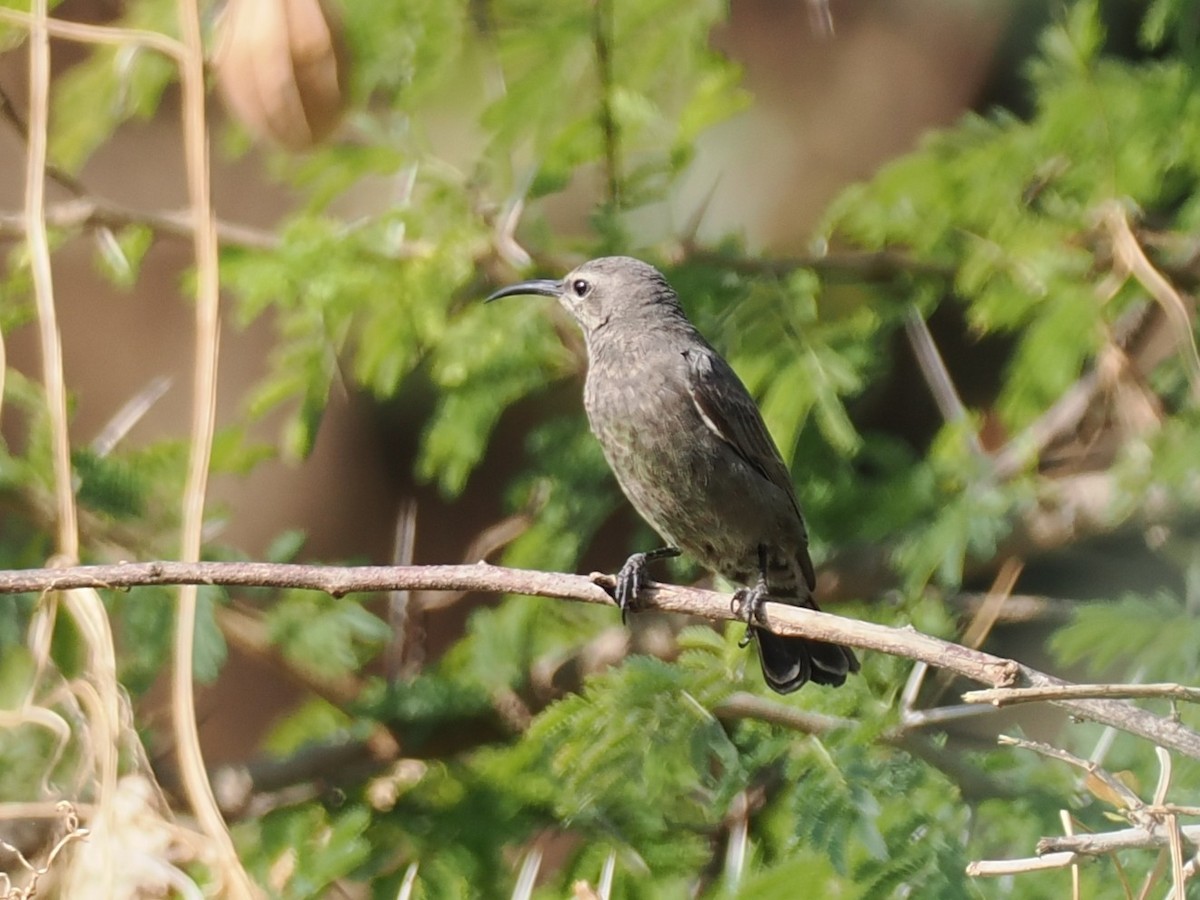 Arabian Sunbird - ML646504416