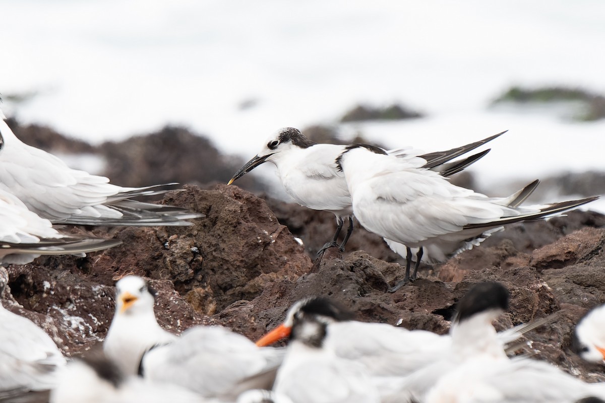 白嘴端燕鷗 - ML646504417